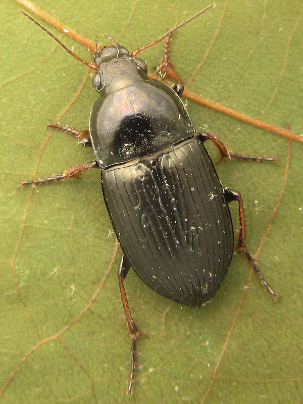 Carabidae: altro Harpalus ??  No, Amara sp.